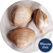 8214-P8 - Polished Cappuccino Clam Pair - Decor Pack